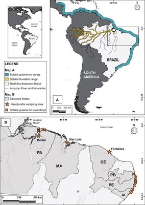 Who Is in Handicrafts: Tooth Morphology and Age Determination as Tools to Assess Vulnerable Dolphins Sotalia spp. Supplying the Trade of Artisanal Charms in Brazil